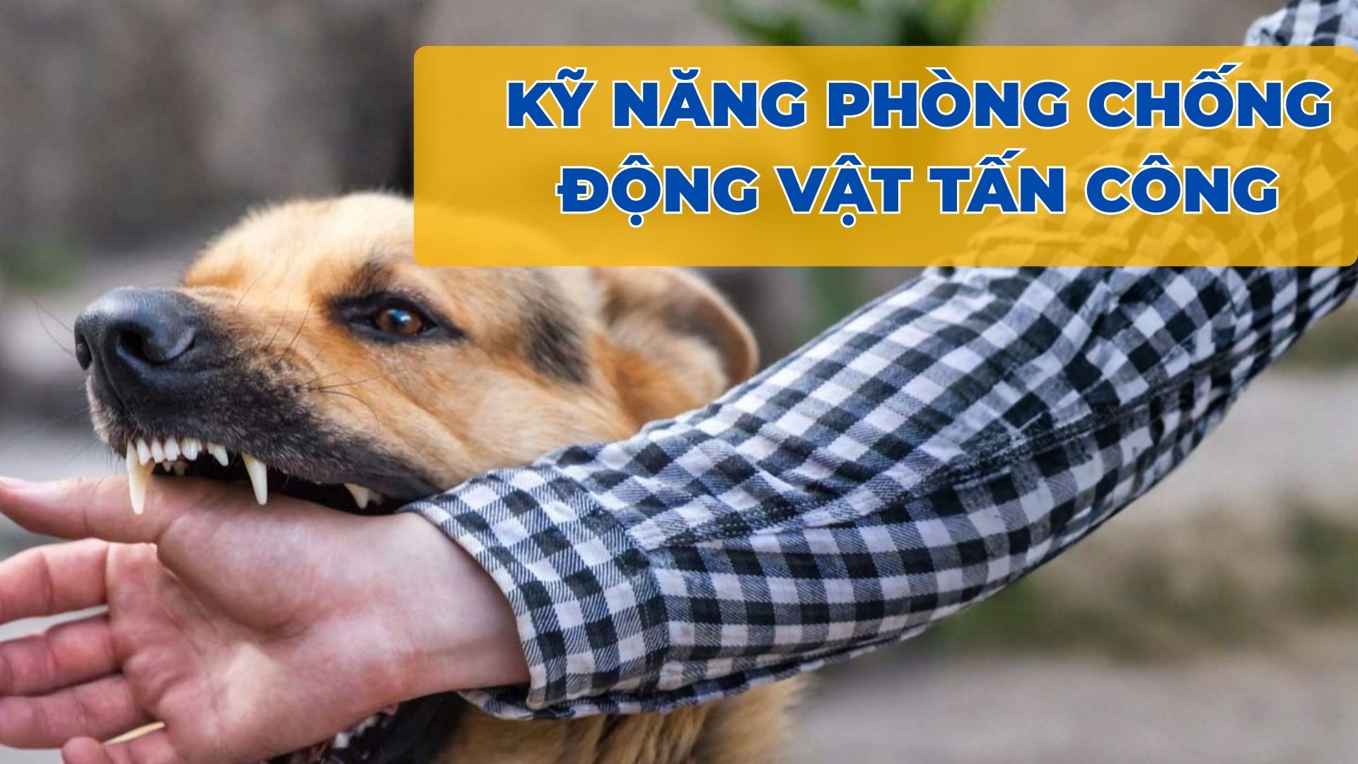 Phòng chống Động vật tấn công